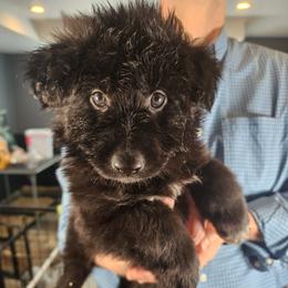 Oath (Dk Blue collar) RESERVED - Black male German Shepherd puppy in Columbus, Indiana from Stony Lonesome GSD