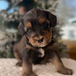 Biscuit - Tri-color male Australian Labradoodle puppy in Londonderry, New Hampshire from Granite State Labradoodles