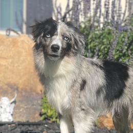 Misty - Toy Australian Shepherd