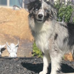 Misty - Toy Australian Shepherd