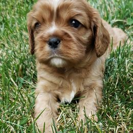 Cavalier King Charles Spaniels from Liberty's Legacy Cavaliers