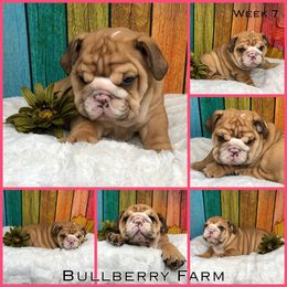 Bulldog Puppies from Bullberry Farm