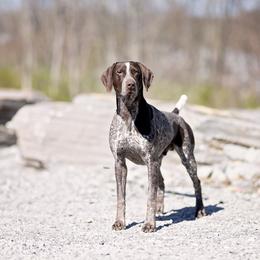 German Shorthaired Pointer All Grown Up from Halestorm Kennel