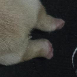 French Bulldog Puppies from Diamond Dreams French Bulldogs