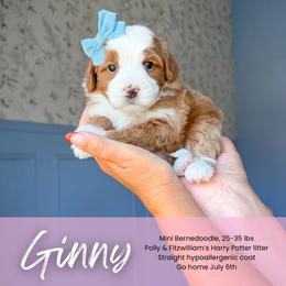 Ginny - Red female Bernedoodle puppy in South Jordan, Utah from Wonderful World Doodles