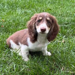 Dachshund Puppies from Lion's Gate Dachshunds