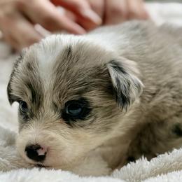 Angel - Blue merle female Border Collie puppy in East Ellijay, Georgia from Nine Peaks Border Collies