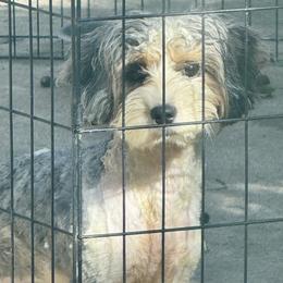 Sparkle - Merle female Cavapoo puppy in Clinton, Missouri from Sparrow Glen Doodles