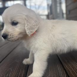 Nova - Light golden female Golden Retriever puppy in Marshfield, Missouri from Charm Puppies