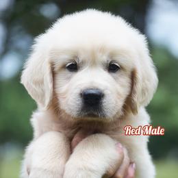 Pretzel - Light golden male Golden Retriever puppy in Hagerstown, Maryland from Pinewood Acres Goldens
