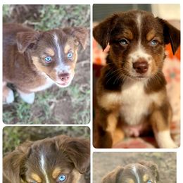 Ember - Red tri female Miniature Australian Shepherd puppy in Spiro, Oklahoma from Dandies Herding Buddies