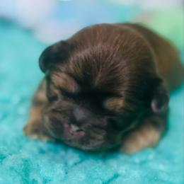 Tan Collar - Sable male Shih Tzu puppy in Merrillville, Indiana from Gibbs Gorgeous Paws LLC