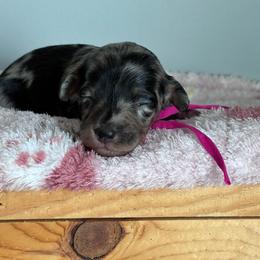 Betty (pink) - Merle female Bernedoodle puppy in Rising Sun, Indiana from Ruby Lane Doodles