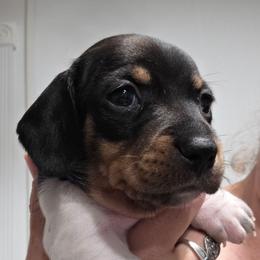 Purple collar, Pippie's black and tan piebald smooth girl - Piebald female Dachshund puppy in Caldwell, Idaho from Dozendachs