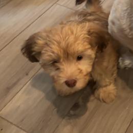 Boy 2 - Red male Havanese puppy in East Lansing, Michigan from VanCort's Happy Havanese