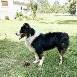 Buster - Australian Shepherd