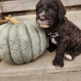 Sandy - Brown and white male Portuguese Water Dog puppy in Williamsport, Pennsylvania from Petersheim Porties