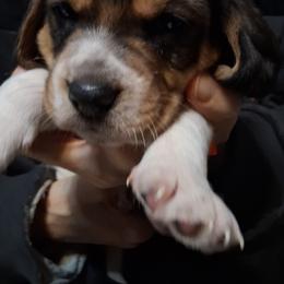 Buddy - White black and tan male Beagle puppy in East Providence, Rhode Island from Amanda's Beagles