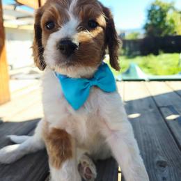 Poseidon - Blenheim male Cavapoo puppy in Roseville, California from Heavenly Goldendoodles