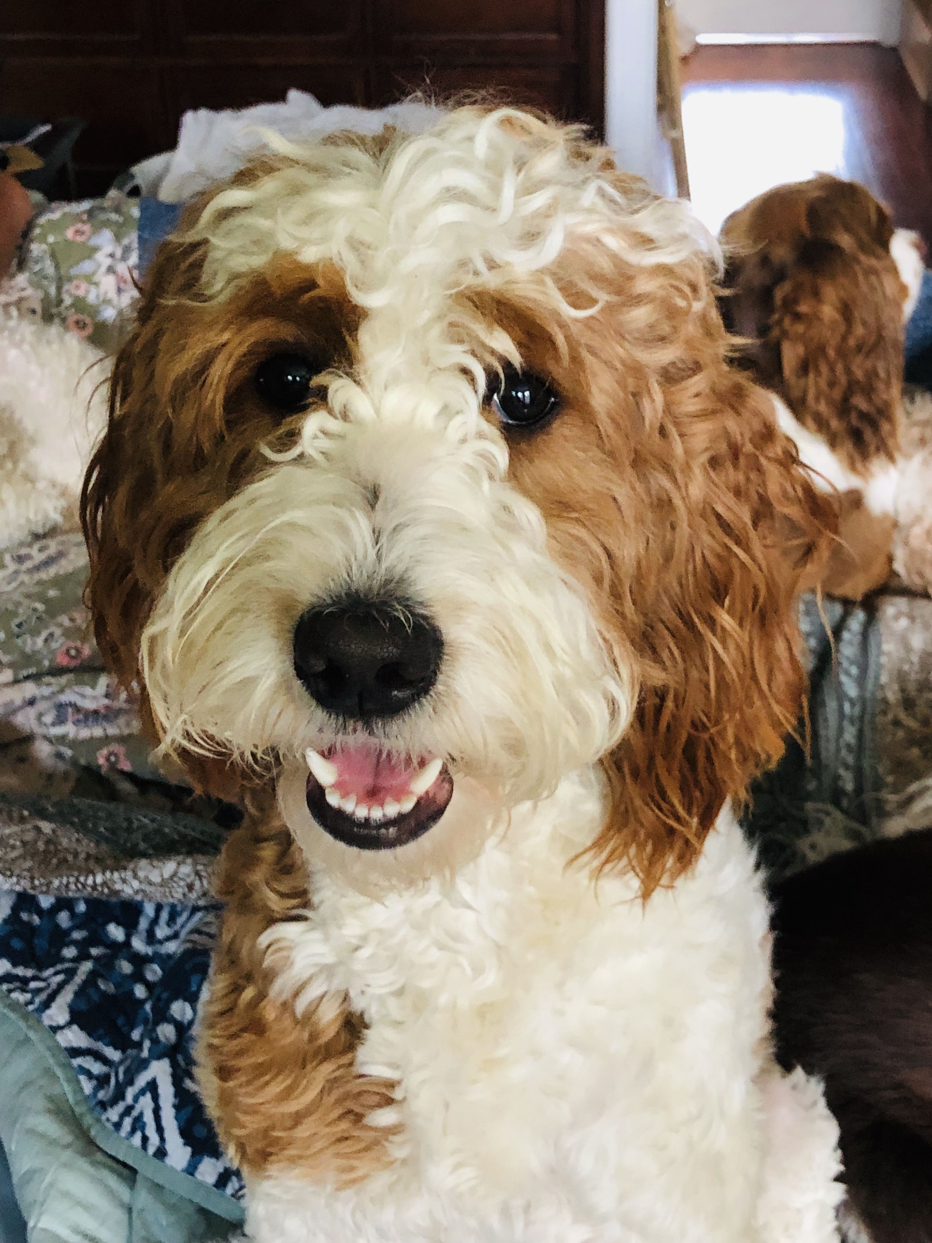 SpringerDoodles at the Beach in South Carolina | English Springer ...