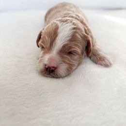 Goldendoodle and Maltipoo Puppies from Pnwfamilydoodles