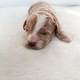 Goldendoodle and Maltipoo Puppies from Pnwfamilydoodles
