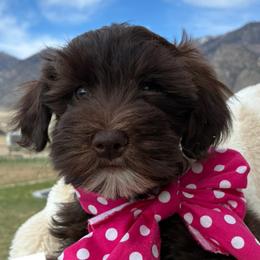 Soft Coated Wheaten Terriers and Whoodles from Miniature Whoodles & Wheaten terriers Utah