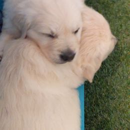 Golden Retriever Puppies from Cruz'n Golden Retrievers
