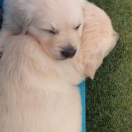 Golden Retriever Puppies from Cruz'n Golden Retrievers