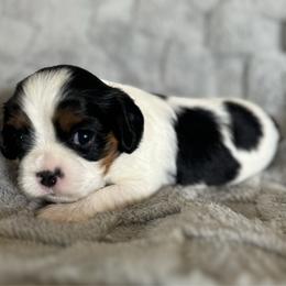 Belle - Tri-color female Cavalier King Charles Spaniel puppy in Wilton, California from Becky's Cavalier King Charles Spaniels
