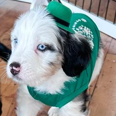 Muffin - male Australian Mountain Doodle puppy in Melrose, New York from Rosewood Pine Doodles