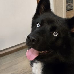 Pomskies from Atencio Pomsky