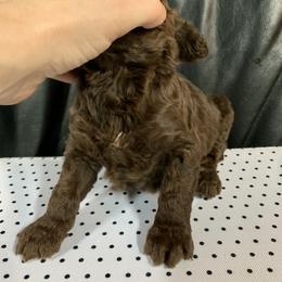 Goldendoodle Puppies from Surrey Lane Doodles