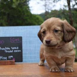 Gumdrop (light pink collar) - Cream female Dachshund puppy in Prospect, Oregon from Spunky Sausage Pups
