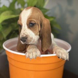 Hank - Red and white male Basset Hound puppy in Maryland from Grind Stone Breeding Kennels