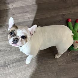 French Bulldog puppies from Hope Mountain French Bulldogs