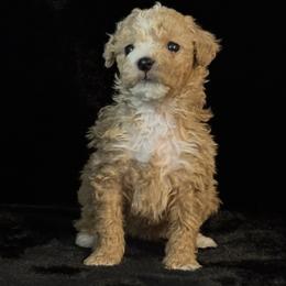 Lily - Apricot female Maltipoo puppy in Greenfield, Iowa from Sugar Plum Puppies