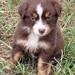 Australian Shepherd Puppies from Just family Aussies
