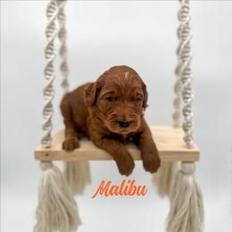 Malibu - Red  female Goldendoodle puppy in Wooster, Ohio from Cynology Doodles