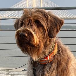 Gabby - Wirehaired Pointing Griffon
