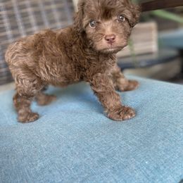 Cockapoo Puppies from Doodle Corner