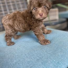 Cockapoo Puppies from Doodle Corner