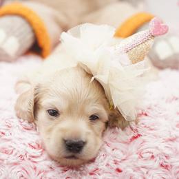 Meredith - Cream female Dachshund puppy in Big Rapids, Michigan from 30 Acre Woods Dachshunds