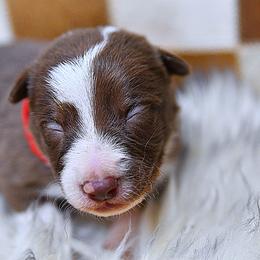 Girl 2 Red Collar - White and red female Border Collie puppy in Shelbyville, Tennessee from C Horns Ranch Border Collies