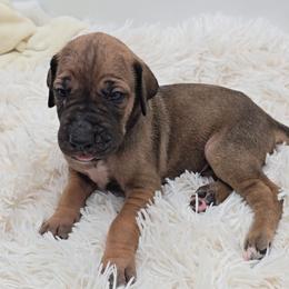 Lock - Fawn female Great Dane puppy in Caldwell, Idaho from Miner's Dynamic Danes