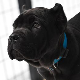 Turquoise - Black female Cane Corso puppy in Sault Ste Marie, Michigan from Willow Creek Cane Corsos