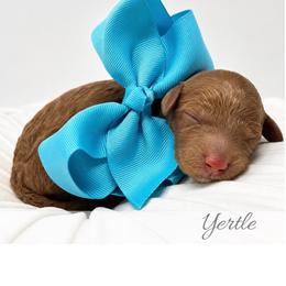 Yertle - Red  female Goldendoodle puppy in State Road, North Carolina from Must Love Doodles