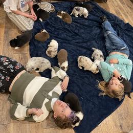 Australian Shepherd, Miniature American Shepherd, Miniature Australian Shepherd, and Toy Australian Shepherd Puppies from Painted Blue Aussies