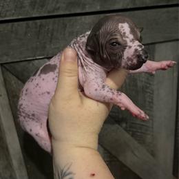 Taco - Dark brown female Xoloitzcuintli puppy in Manitowoc, Wisconsin from Wonderland Kennel