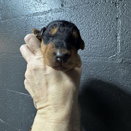 Miss Green - Black and tan female Airedale Terrier puppy in Mooresville, North Carolina from Farm 55